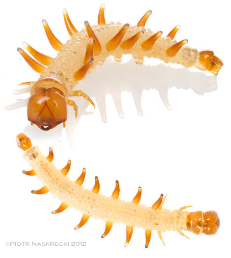 Caterpillar of Paraclystis integer, a termite inquiline from Mozambique (lateral and dorsal views) [Canon 7D, Canon 100mm macro, 3 speedlights Canon 580EXII]
