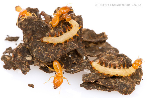 A fragment of the carton structure of the Schedorhinotermes lamanianus colony with termite soldiers and caterpillars of Paraclystis integer [Canon 7D, Canon 100mm macro, 3 speedlights Canon 580EXII]