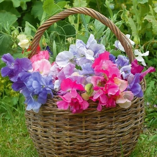SWEET PEAS
