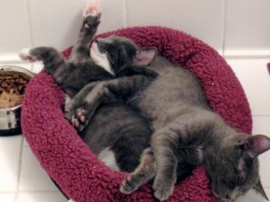 Darcy and Knightley Kittens flopped out