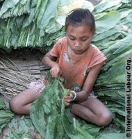 Child working on drug farm