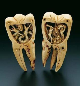 toothworm