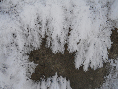 snow moss