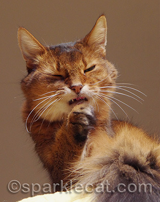 Caturday is historically the best bath day
