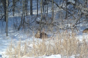 Pretty sure this deer is making eyes at my Jimmy Stewart.