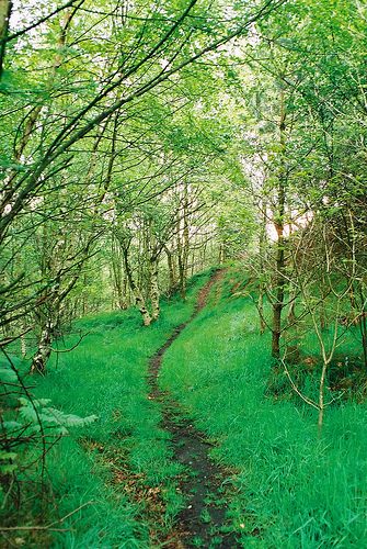 Woodland Path