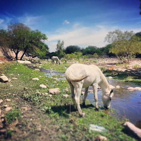 photo, image, horses, rio san carlos