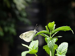 Butterfly on mint