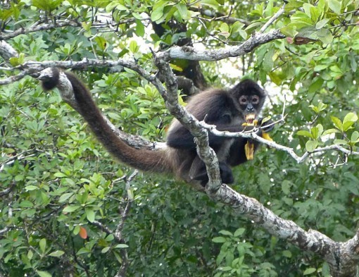 SpiderMonkey