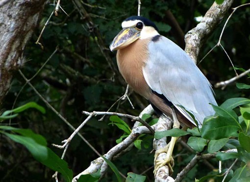 BoatBilledHeron