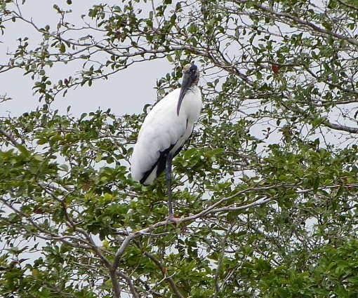 WoodStork