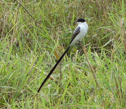 ForkTailedFlycatcher