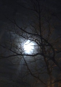 P1130372 crop