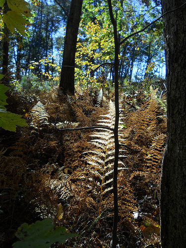 fern flames