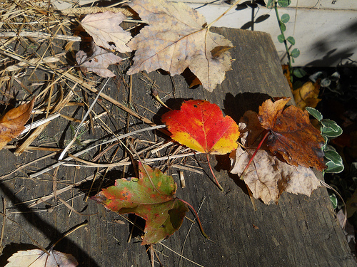 prettiest leaf this morning