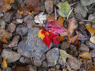 swamp maple leaf
