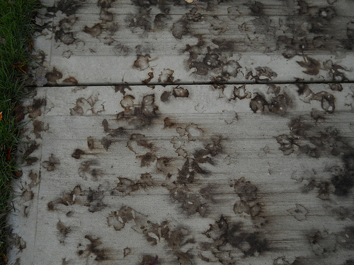 hiroshima of leaves 2012