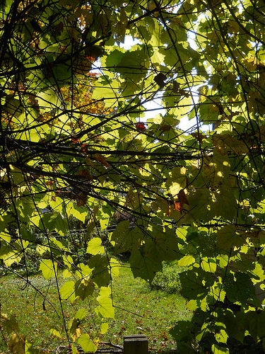 grape vine tangle