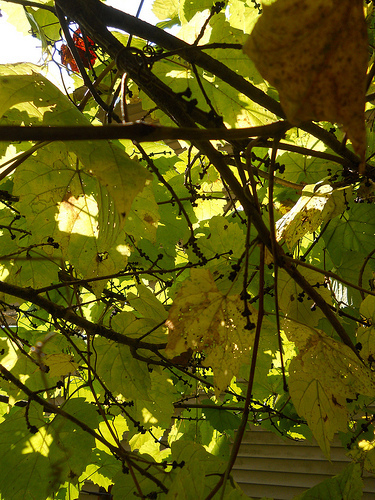 grape vine tangle