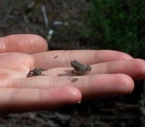 twoteenytinytoads