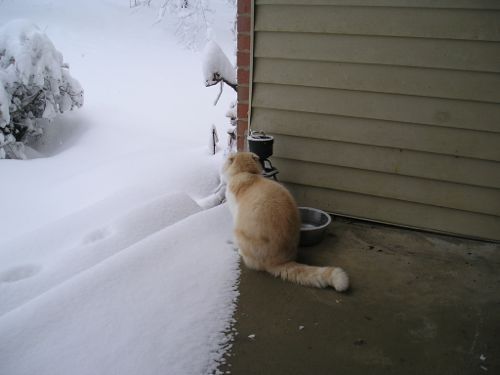 Cat and snow 1