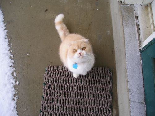 cat and snow 3