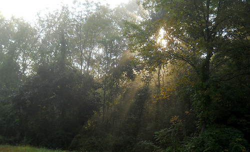 streams of sunlight
