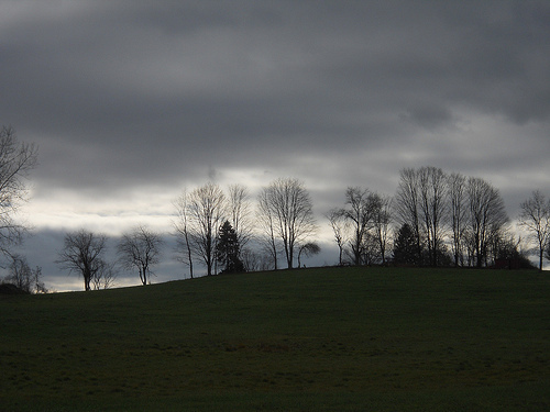 green grass, dark skies, skeletal trees