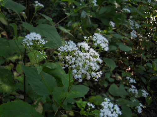 white snakeroot