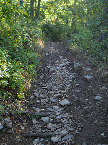 path or streambed?