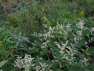 Japanese knotweed in flower