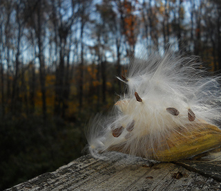 milkweed maids