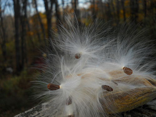 milkweed maids