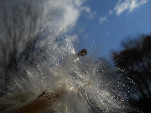 milkweed maids
