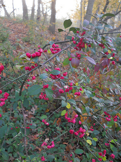 pink berries in the mist