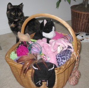 playtime_with_cats