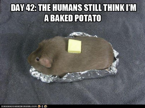 funny-pictures-thank-ceiling-cat-they-havent-gotten-too-hungry-yet