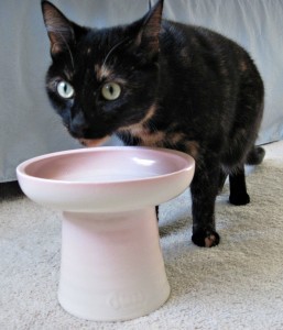 cat_elevated_food_bowl