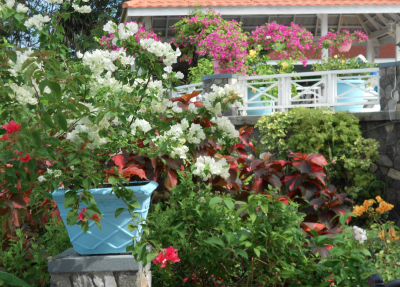 golden clouds flowers