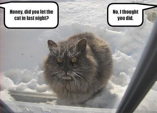 lolcat-cold=