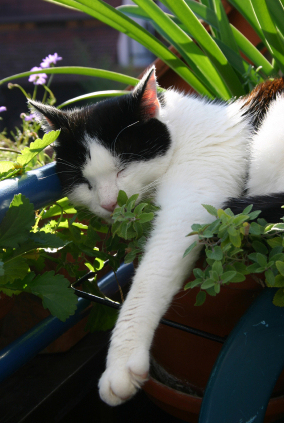 catnip and cat