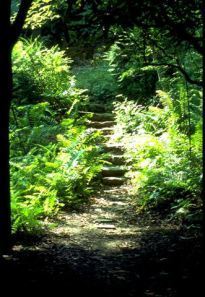 _ferny path, ferny trail through woods