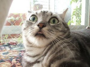 shocked-cat1