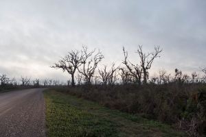 ruralSetting