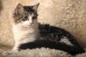 Norwegian Forest Kitten.