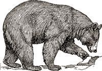 Black bear, artist unknown copy