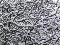snow branch