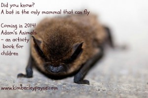 dyk -bat