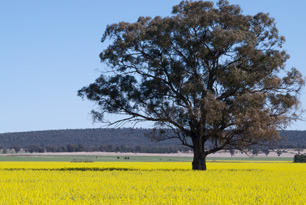 Tree in canola field - © lonewolfshome/Fotolia.com