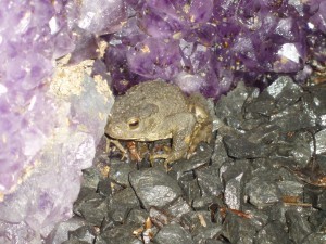 A toad (somewhere rather magical...)